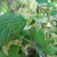 Corylopsis en épis, Bois Porte-bonheur