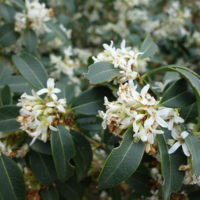 Osmanthe de Burkwood