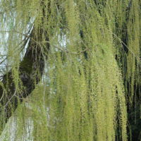 Saule pleureur, Saule de Babylone, Paradis des jardiniers