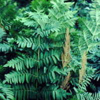 Osmonde royale, Fougère fleurie