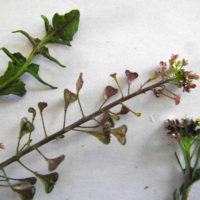 Capselle rougeâtre, Bourse-à- pasteur rougeâtre