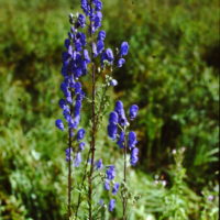 Aconit napel pyramidal, Casque de Jupiter, Capuchon, Arsenic végétal