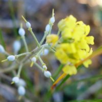 Alysson des montagnes, Alysson des collines