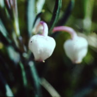 Andromède à feuilles de romarin