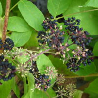 Aralie rameuse, Aralie à grappes