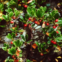 Raisin d’ours commun, Busserole