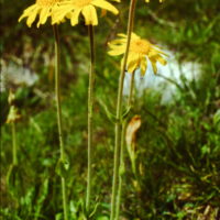 Arnica des montagnes, Herbe aux prêcheurs, Herbe aux chutes, Reine des Vosges