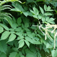 Reine des bois, Barbe-Barbe-de-bouc, Spirée sylvestre