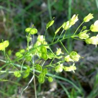 Lunetière lisse, Biscutelle commune