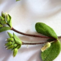 Céraiste aggloméré, Oreille de souris