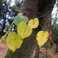 Noisetier commun, Coudrier, Avelinier