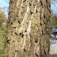 Noisetier de Byzance