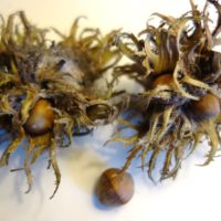 Noisetier colurnoides