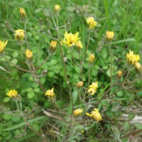 Crépide bisannuelle, Crépide des prés