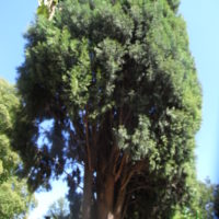 Cyprès de Tassili, Cyprès de Duprez,  la Tarot