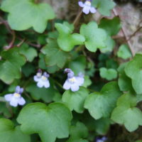 Cymbalaire des murs, Ruine-de-Rome, Linaire cymbalaire