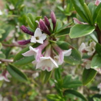 Daphné du Tibet, Daphne tangutica