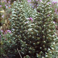 Vipérine d’Italie, Echium d’Italie, Vipérine des Albères