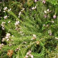 Bruyère de Corse, Bruyère à fleurs terminales