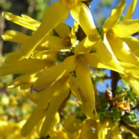 Forsythia hybride, Mimosa de Paris