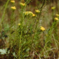 Aster linosyris, Linosyris à feuilles de lin
