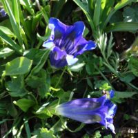 Gentiane de Koch, Gentiane à tige courte