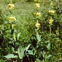 Gentiane jaune, Grande gentiane,Quinquina indigène