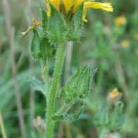 Picride Fausse-Vipérine