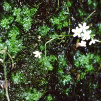 Hottonie des marais, Millefeuille aquatique.