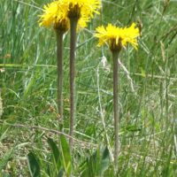 Porcelle à une tête