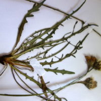 Liondent d’automne