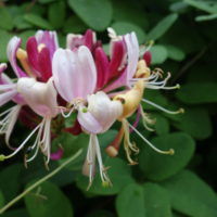 Chèvrefeuille de Henry