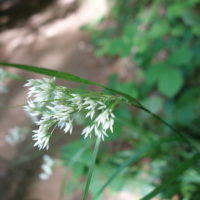 Luzule blanc-de-neige, Luzule blanche