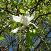 Magnolia de Kobé