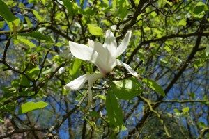 Magnolia de Kobé