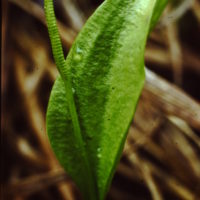 Ophioglosse commun, Langue de serpent