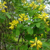 Cytise de Dalmatie, Laburnum de Dalmatie
