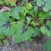 Raiponce en épi, Raiponce sauvage, Cheveux d’Evêque, Salsifis noir