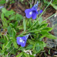 Grassette commune, Grassette vulgaire, Langue d’oie