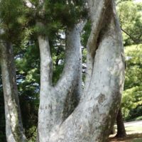 Pin Napoléon, Pin de Bunge