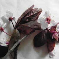 Prunier de Pissard, Myrobolan à feuillage rouge, Prunier pourpre noir