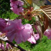 Cerisier Higan, Cerisier à fleurs du Japon