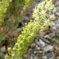 Réséda jaune, Réséda bâtard