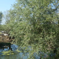 Saule blanc,Osier blanc, Saule argenté, Vinsier