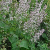 Sauge sclarée, Toute-bonne, Orvale