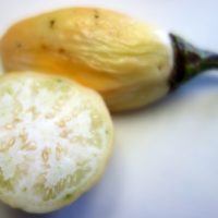 Aubergine goma, Grosse anghive, Aubergine amère