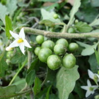 Morelle noire, Morelle commune, Tue-chien