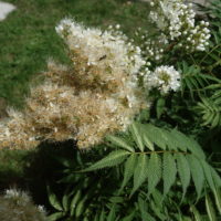 Fausse spirée arborescente, Sorbaire en arbre