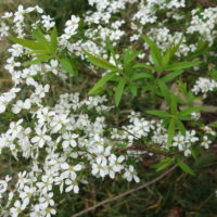 Spirée de Thunberg, Reine des prés de Thunberg, Breath of spring spirea