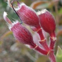 Tibouchine d’Urville, Tibone d’Urvelle, Fleur araignée